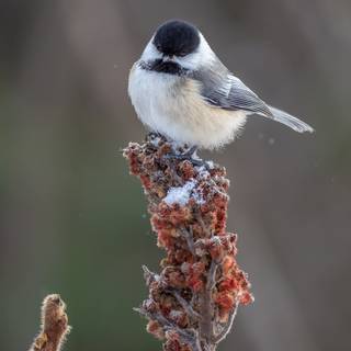Chickadee wallpaper