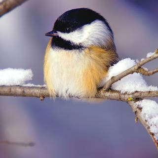 Chickadee wallpaper