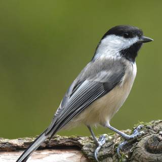 Chickadee wallpaper
