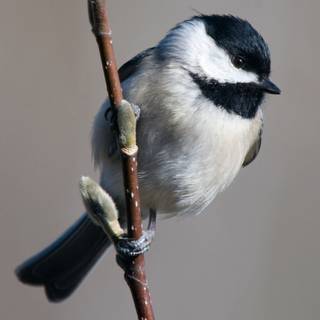 Chickadee wallpaper