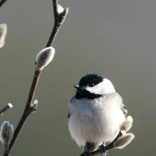 Chickadee wallpaper