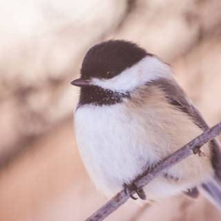Chickadee wallpaper