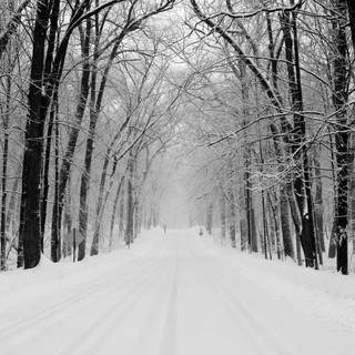 Snow over the trees wallpaper