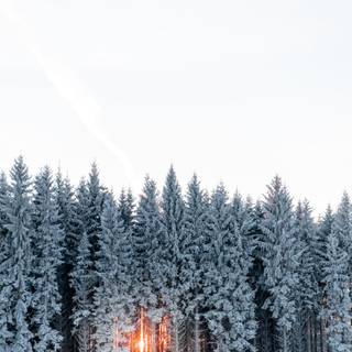 Snow over the trees wallpaper