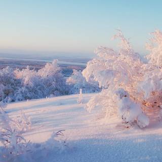Snow over the trees wallpaper