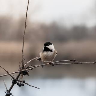 Chickadee wallpaper