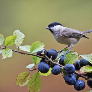 Chickadee wallpaper