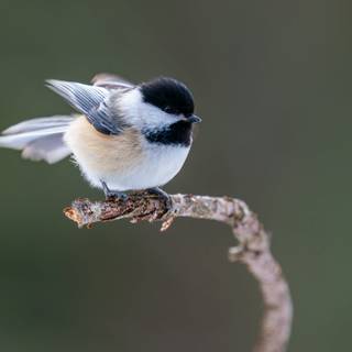 Chickadee wallpaper
