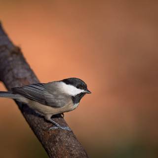 Chickadee wallpaper