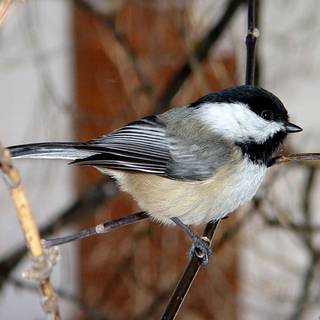 Chickadee wallpaper