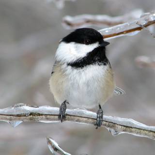 Chickadee wallpaper