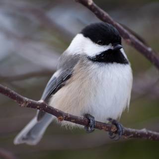 Chickadee wallpaper