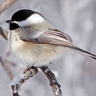 Chickadee wallpaper