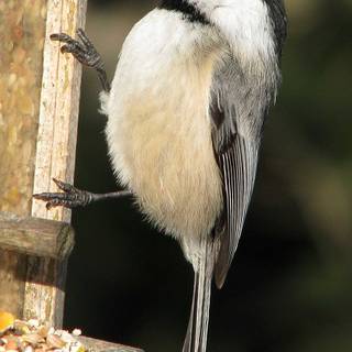 Chickadee wallpaper