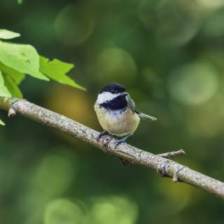 Chickadee wallpaper