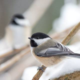 Chickadee wallpaper
