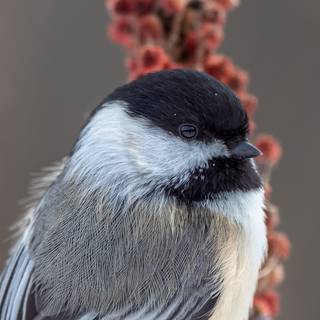 Chickadee wallpaper