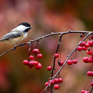 Chickadee wallpaper