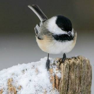Chickadee wallpaper