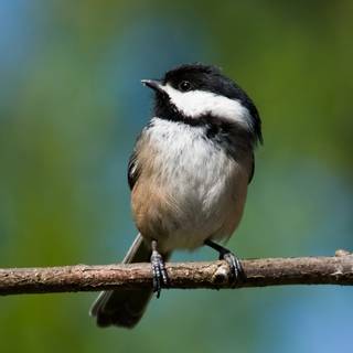 Chickadee wallpaper