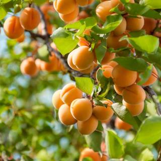 Apricots wallpaper