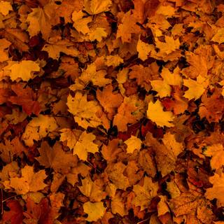 Autumn leaf 4k wallpaper