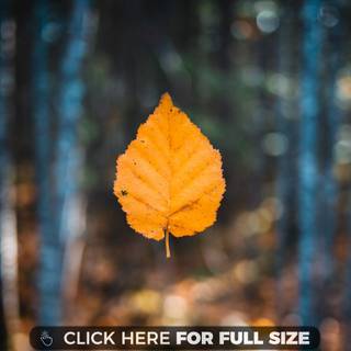 Autumn leaf 4k wallpaper