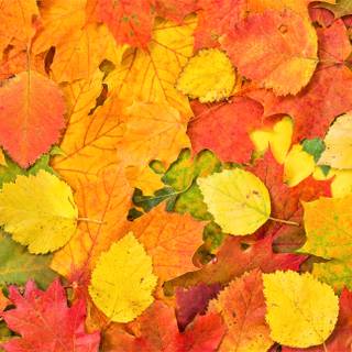 Autumn leaf 4k wallpaper