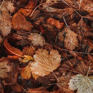 Autumn leaf 4k wallpaper