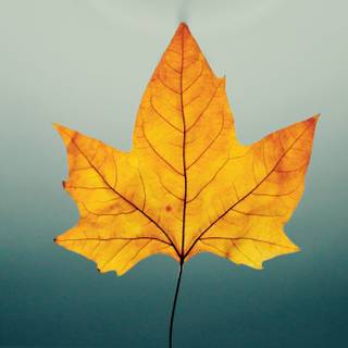 Autumn leaf 4k wallpaper