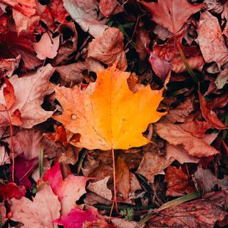 Autumn leaf 4k wallpaper