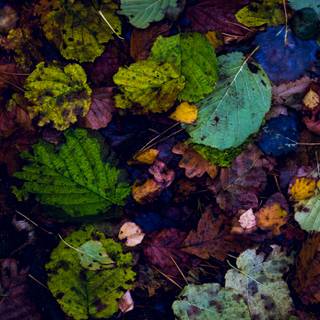 Autumn leaf 4k wallpaper