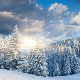 1440x3088 winter wallpaper