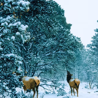 Green white winter Christmas wallpaper