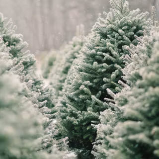 Green white winter Christmas wallpaper