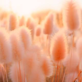 2024 color of the year wallpaper