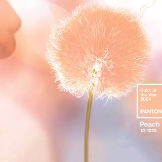 2024 color of the year wallpaper