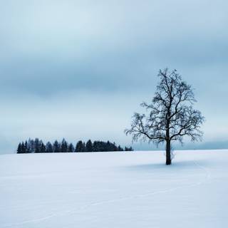 Snowy winter landscape wallpaper