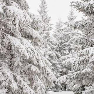 Pine tree winter forest wallpaper