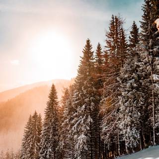 Pine tree winter forest wallpaper