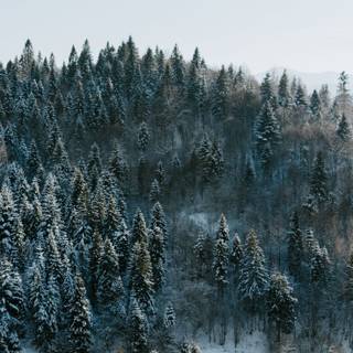 Pine tree winter forest wallpaper