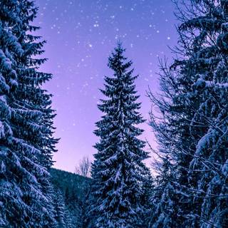 Pine tree winter forest wallpaper
