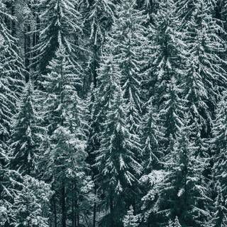 Pine tree winter forest wallpaper