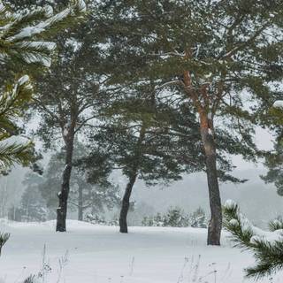 Pine tree winter forest wallpaper