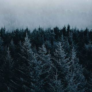 Pine tree winter forest wallpaper