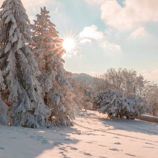 Snowy winter landscape wallpaper