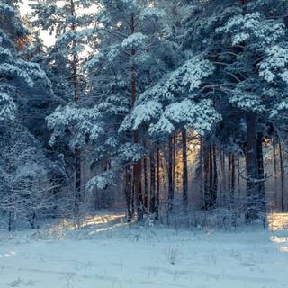 Snowy winter landscape wallpaper