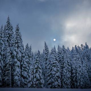 Pine tree winter forest wallpaper