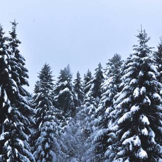 Pine tree winter forest wallpaper