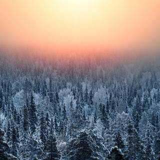 Pine tree winter forest wallpaper